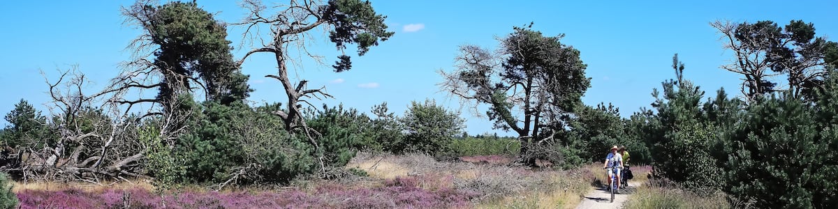 Cycle path through beautiful dutch heath landscape - Strabrechtse Heide, Netherlands
