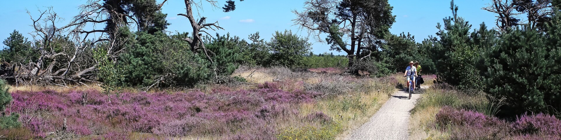 Cycle path through beautiful dutch heath landscape - Strabrechtse Heide, Netherlands