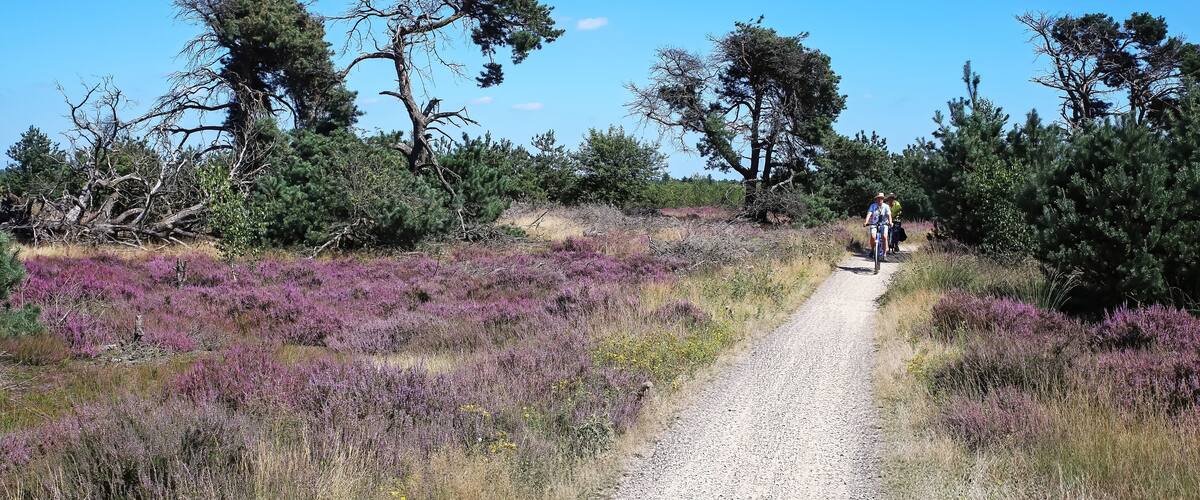 A gravel path through a heather-covered landscape with sparse trees.