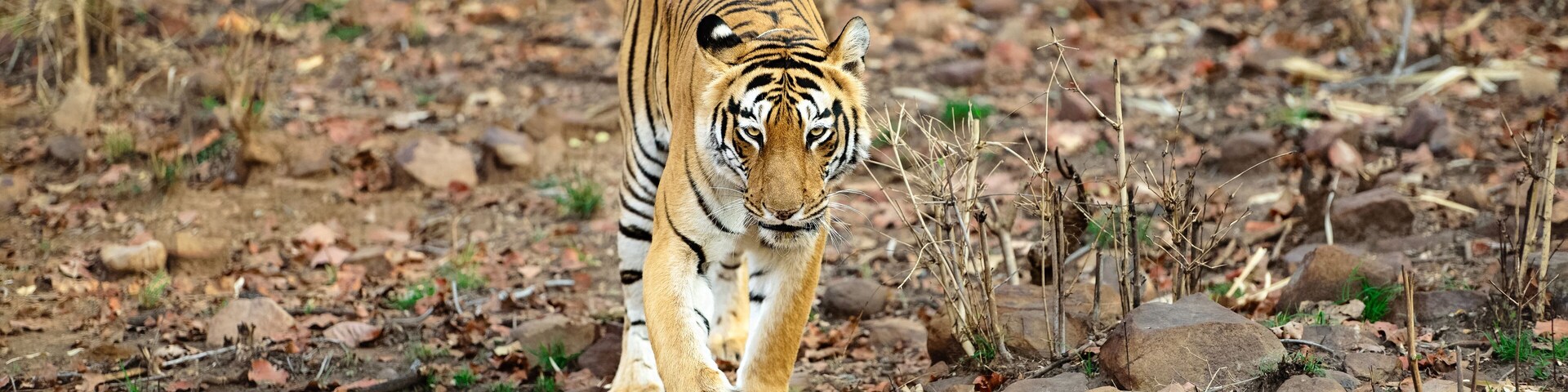 Tigers of Tadoba (Maya, Matkasur, Choti Tara) national park, India
