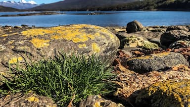 Theres no specific borders of Chile/Argentina that exists as such at this far end of Tierra Del Fuego. How confusing can it get to understand that the forest area of that mountain in front, namely the Condor mountain is part of Argentina and the rest is Chile. 😆 I guess the hikers can easily get confused and land up in any one. 😂 Well the Darwins(snow capped ones) stands distinctively on the other side in Chile! 😁 #ushuaia #atworldsend