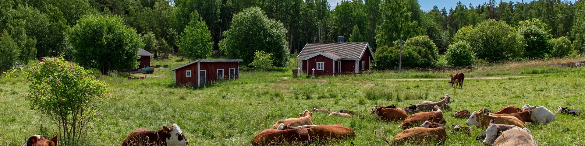 Farm of Själö Island