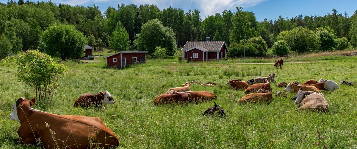 A rural landscape with a red barn, cows grazing in a field, and a forest in the background.