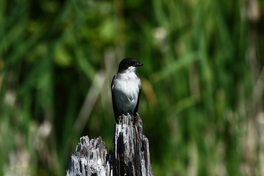 A Bird haha