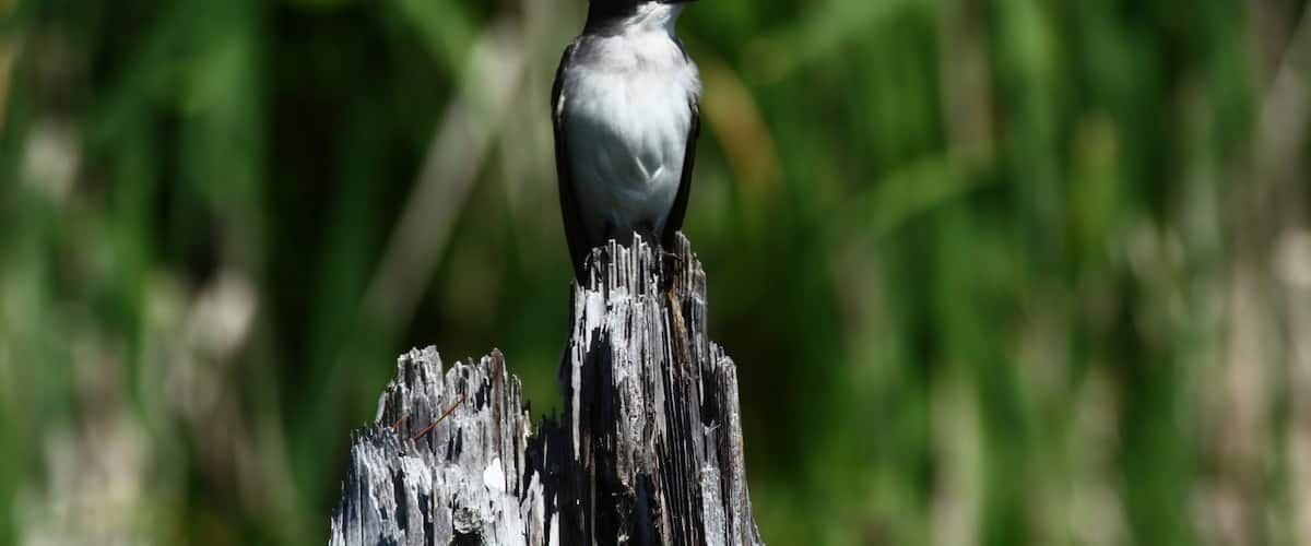 A bird perched on a weathered wooden post with a blurred green background.