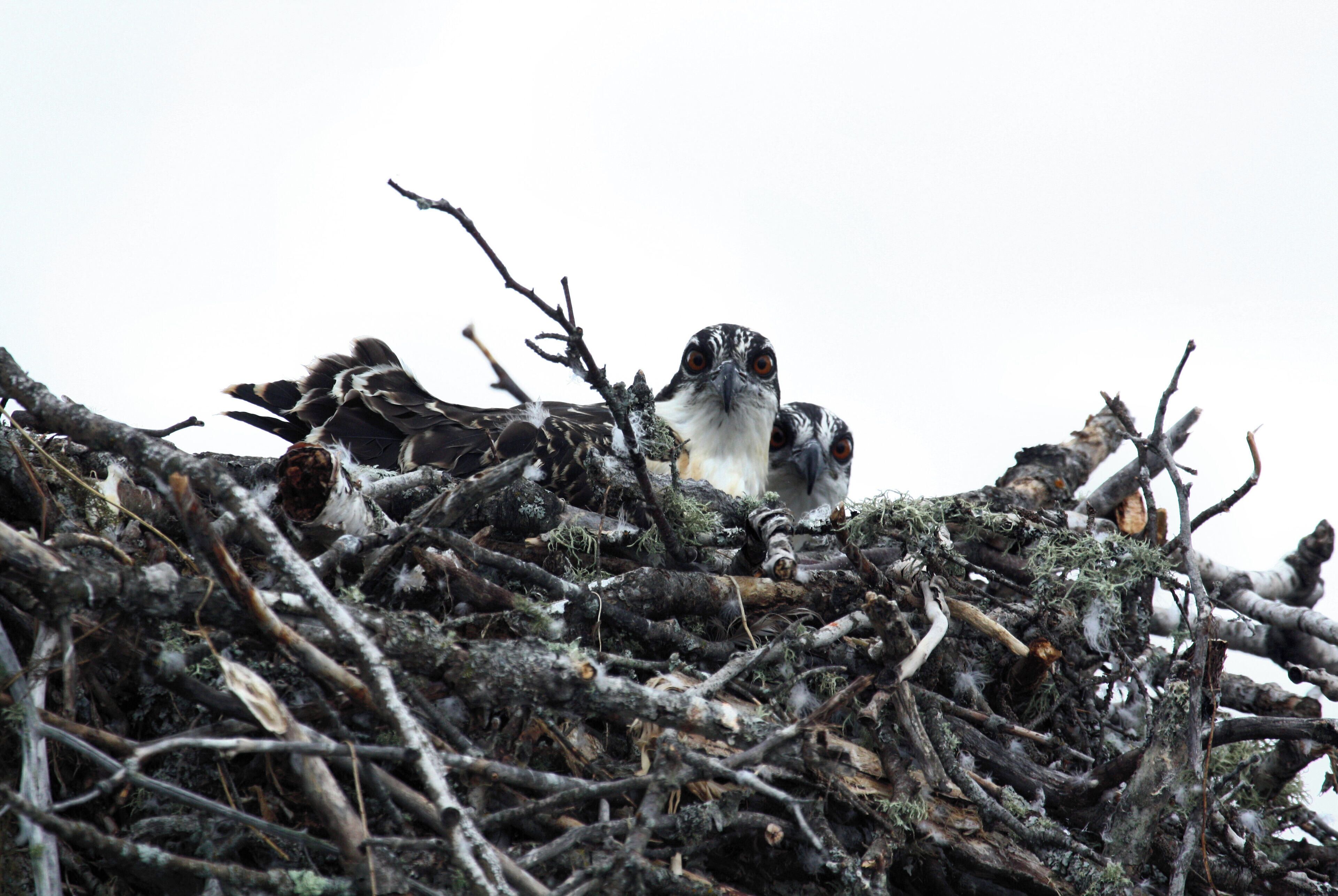 baby Osprey