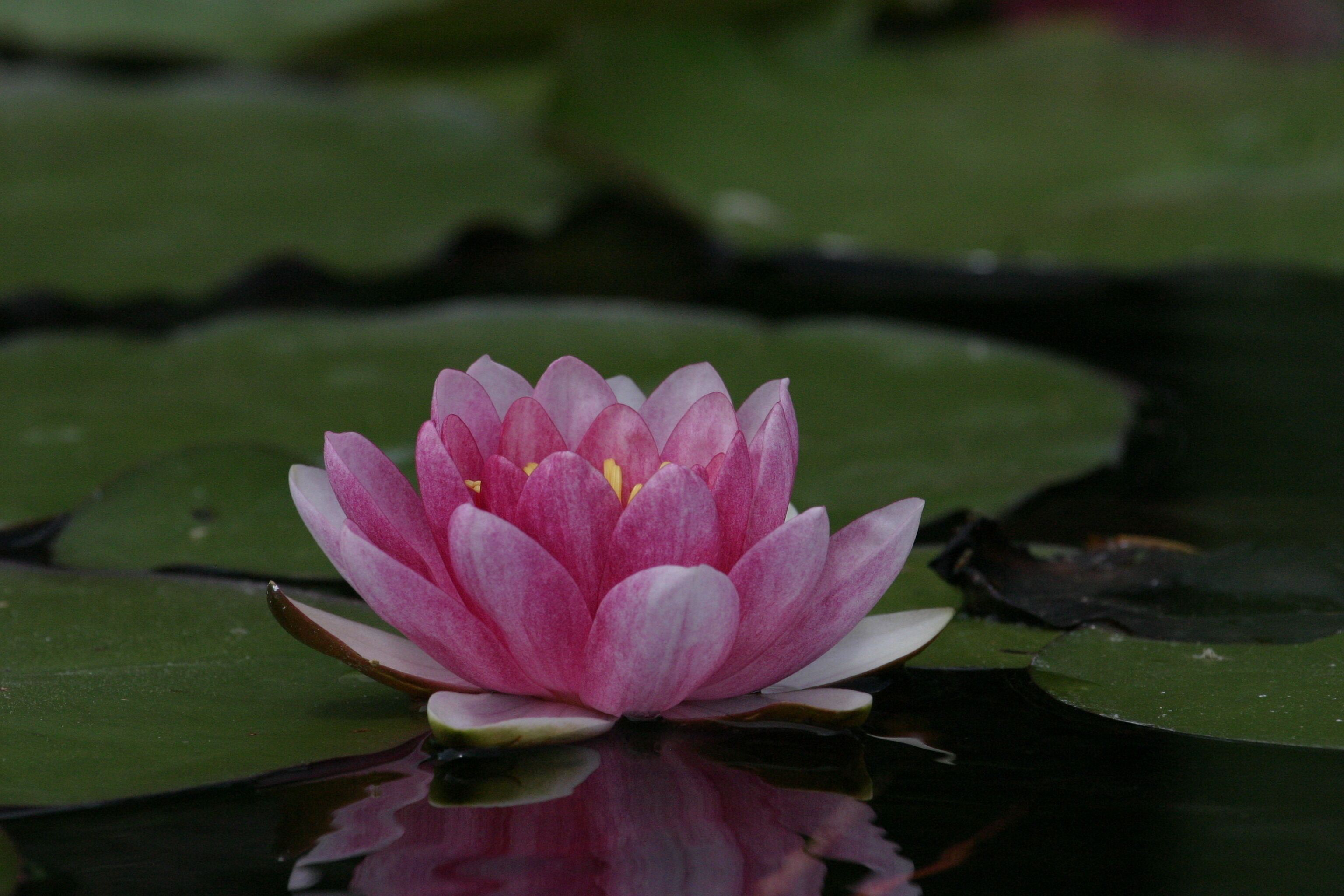 Water lily