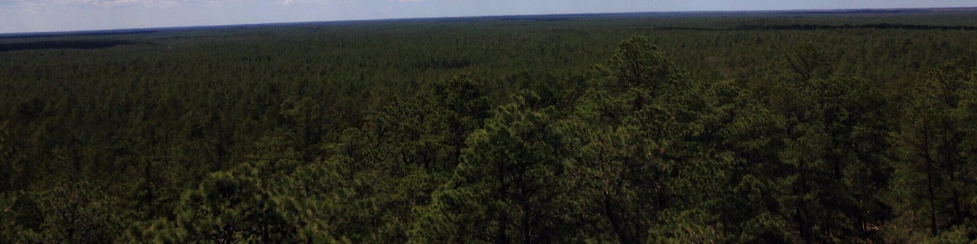 The view from Apple Pie Hill fire tower. On a clear day you can see clear across the state from the Atlantic City skyline to Philadelphia.
