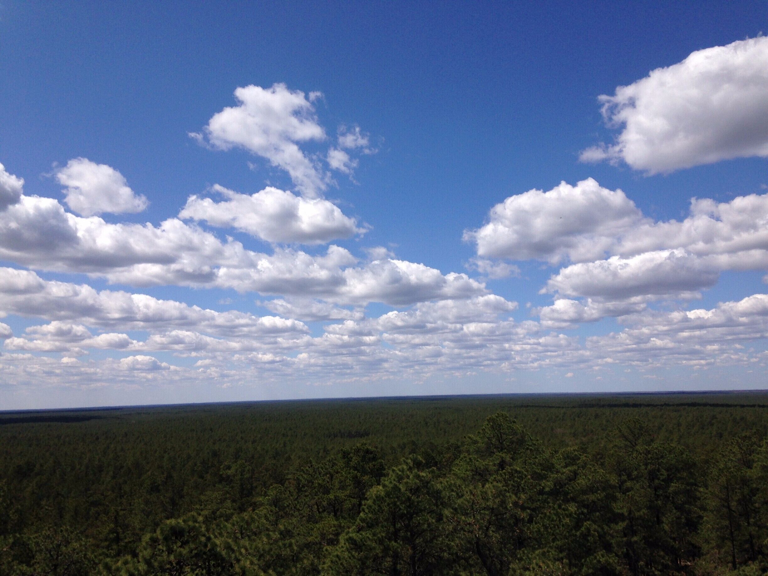 A landscape with a clear blue sky and scattered clouds over a dense forest.
