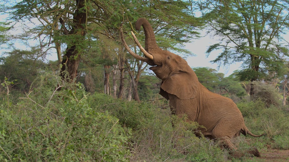mature african elephant bull pascal kneels on his hind legs and uses his trunk to reach for and break off leaves in the wild kimana sanctuary, kenya