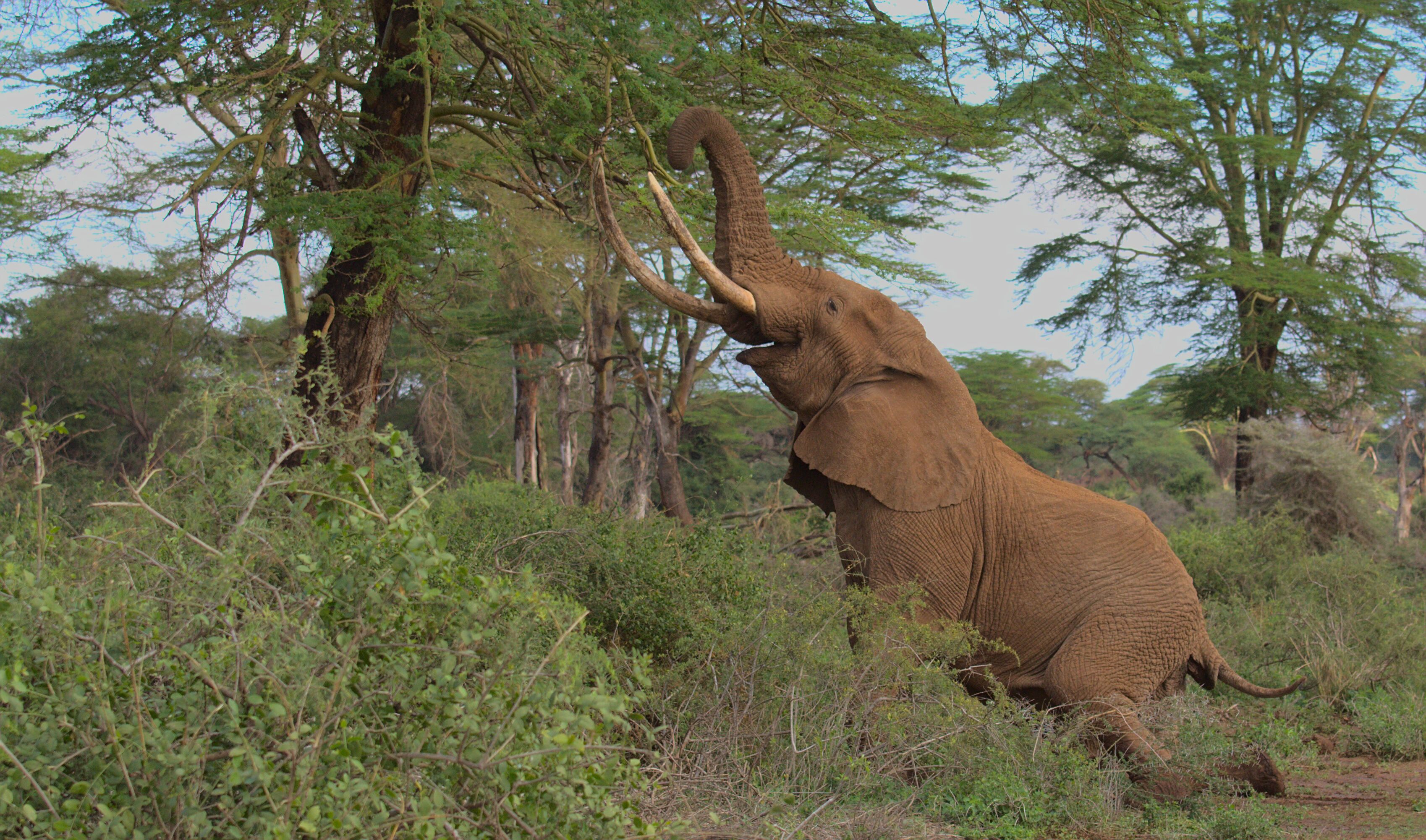 An elephant in a natural setting with trees and vegetation.