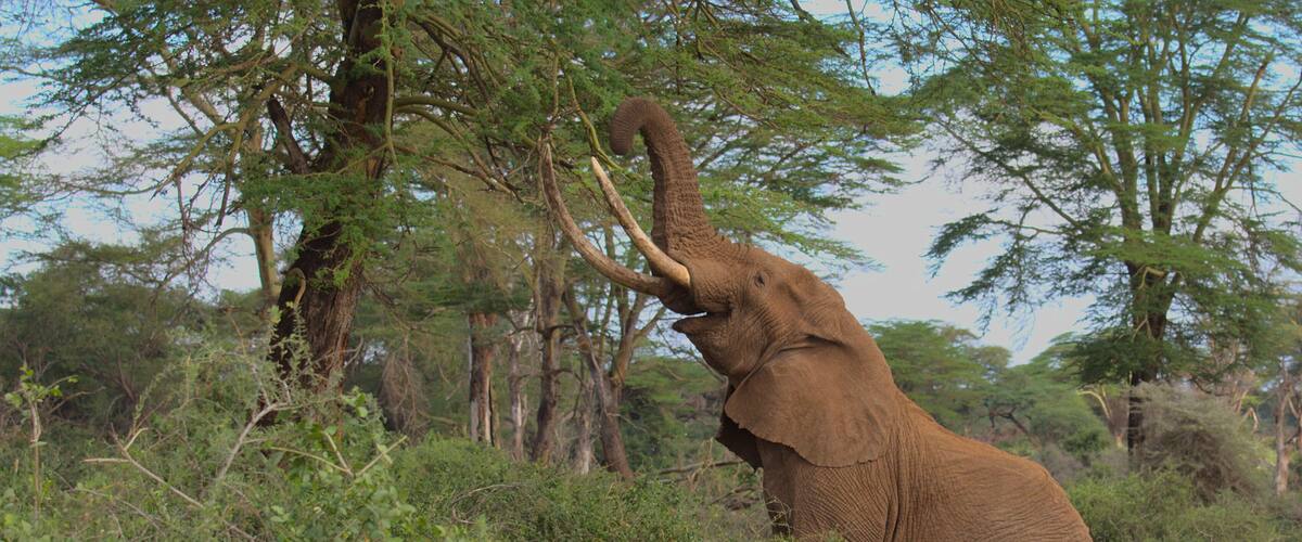 An elephant in a natural setting with trees and vegetation.