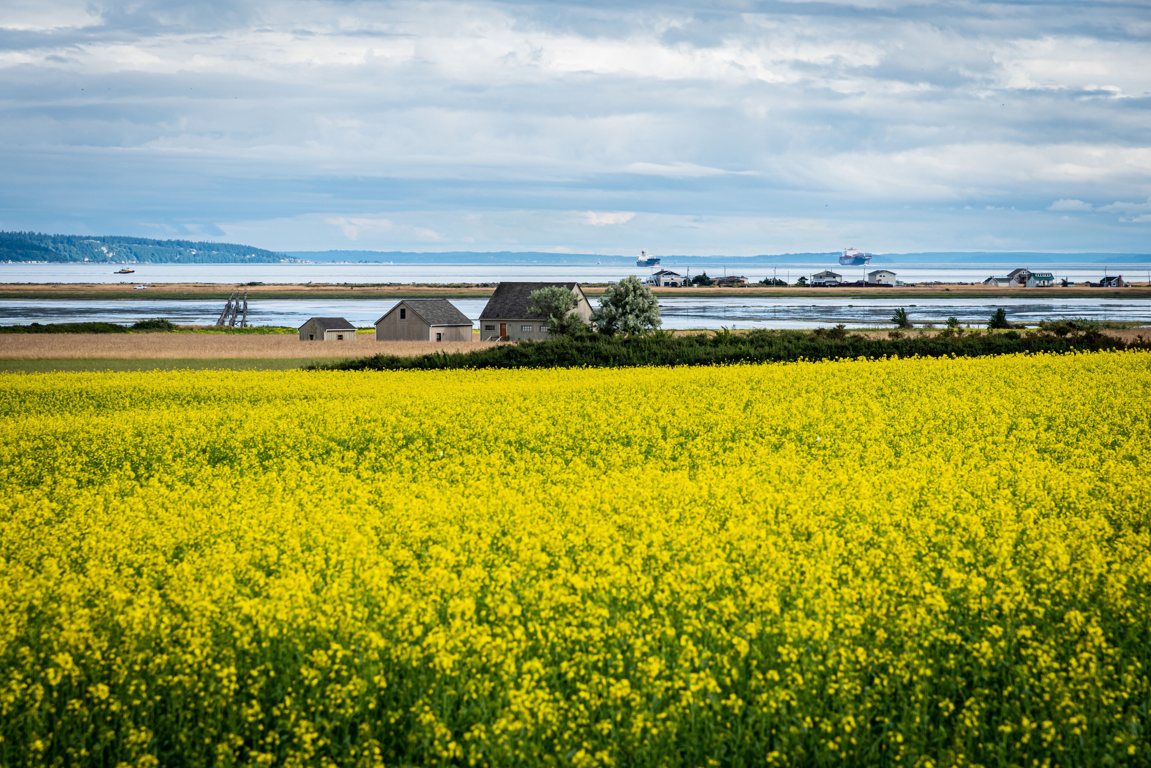 field of yellow flowers