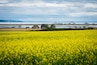 field of yellow flowers