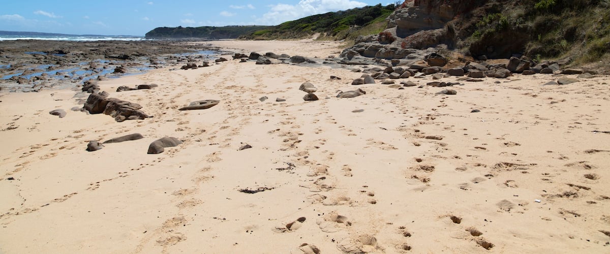 Landscape of Kilcunda Beach with footprints, Australia, Shutterstock ID 1300966735, Purchase Order: -
