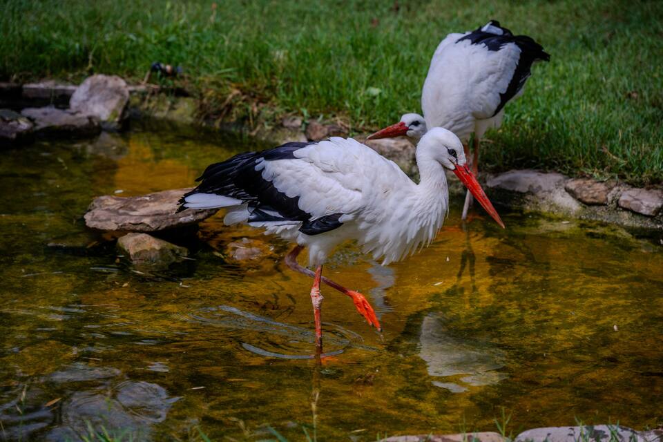 Duas aves brancas com asas pretas e bicos vermelhos em águas rasas, cercadas por pedras e grama.