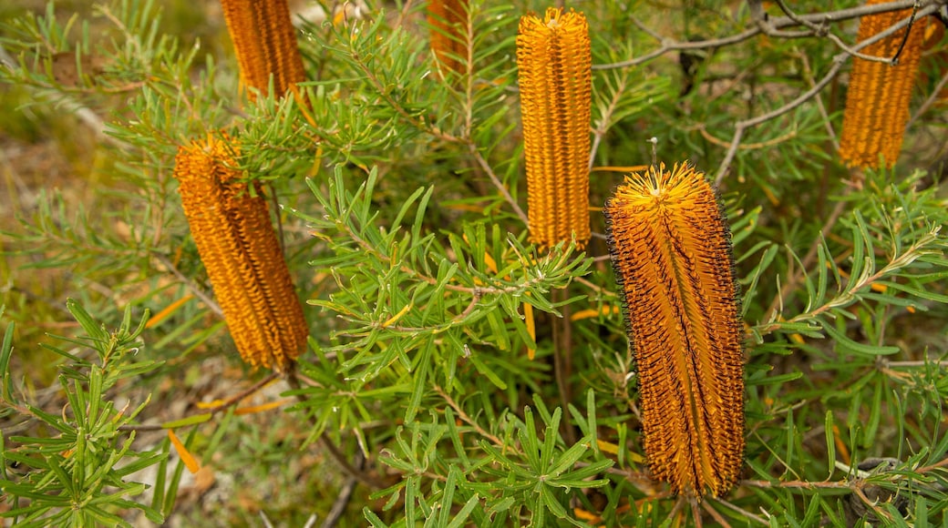 Boonoo Boonoo National Park featuring wildflowers