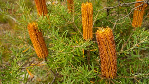 Boonoo Boonoo National Park featuring wildflowers