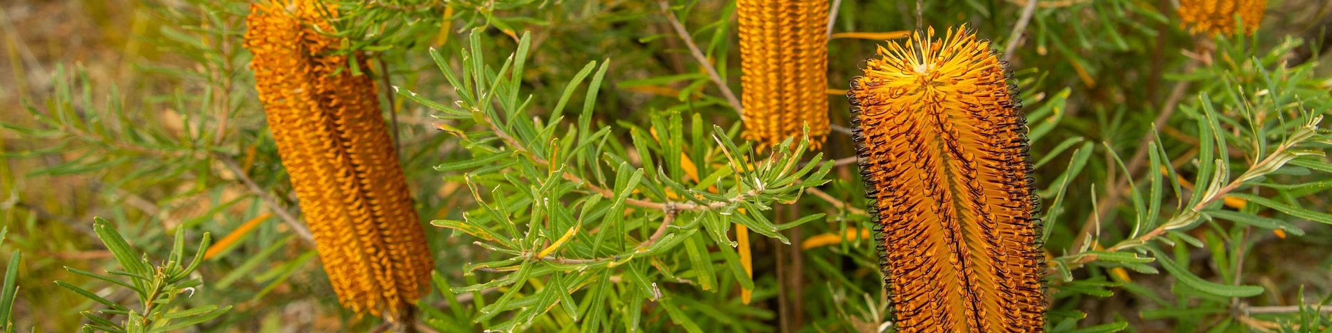 Boonoo Boonoo National Park featuring wildflowers