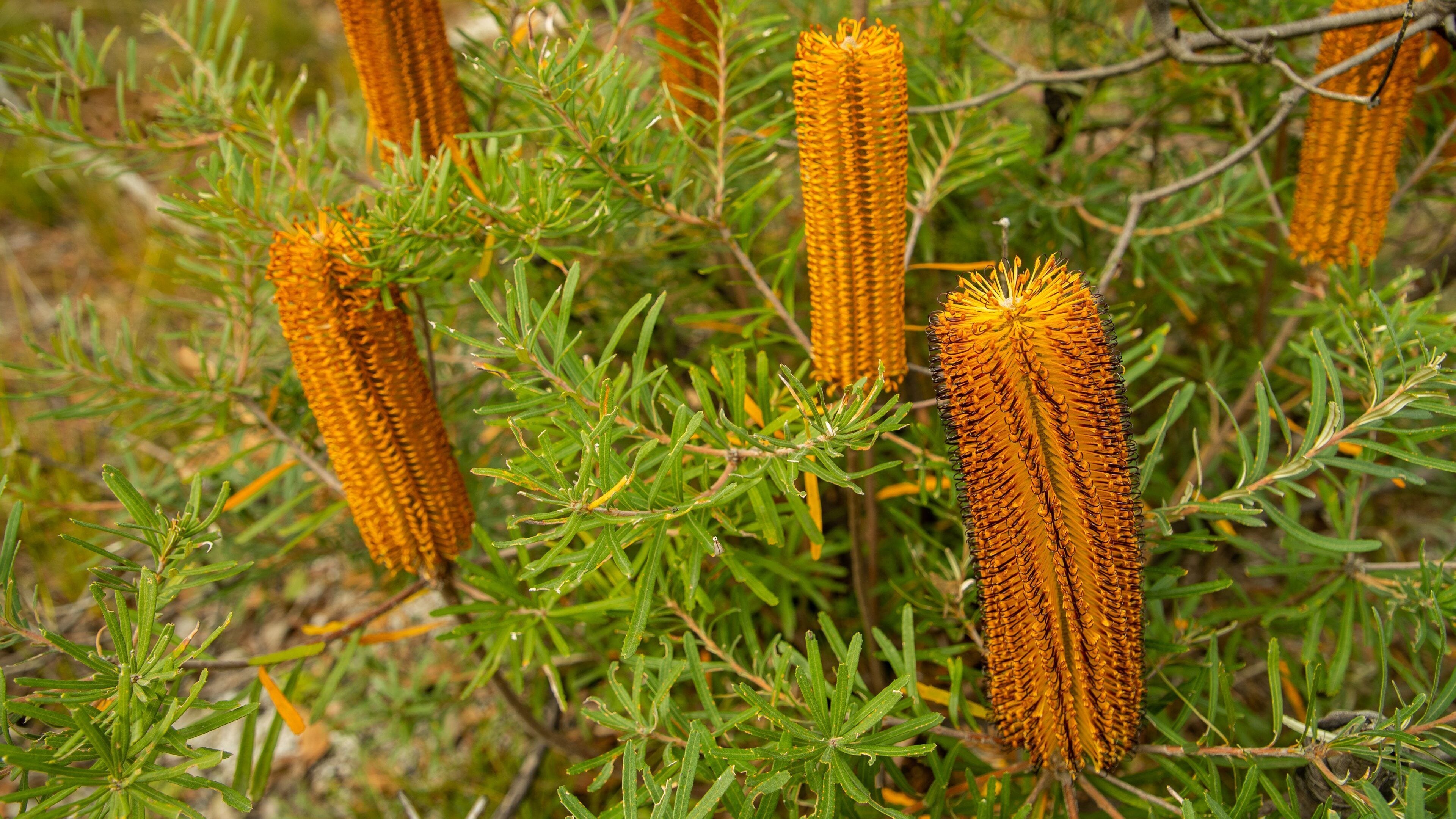 A close-up of a plant with green foliage and orange, cylindrical seed heads.