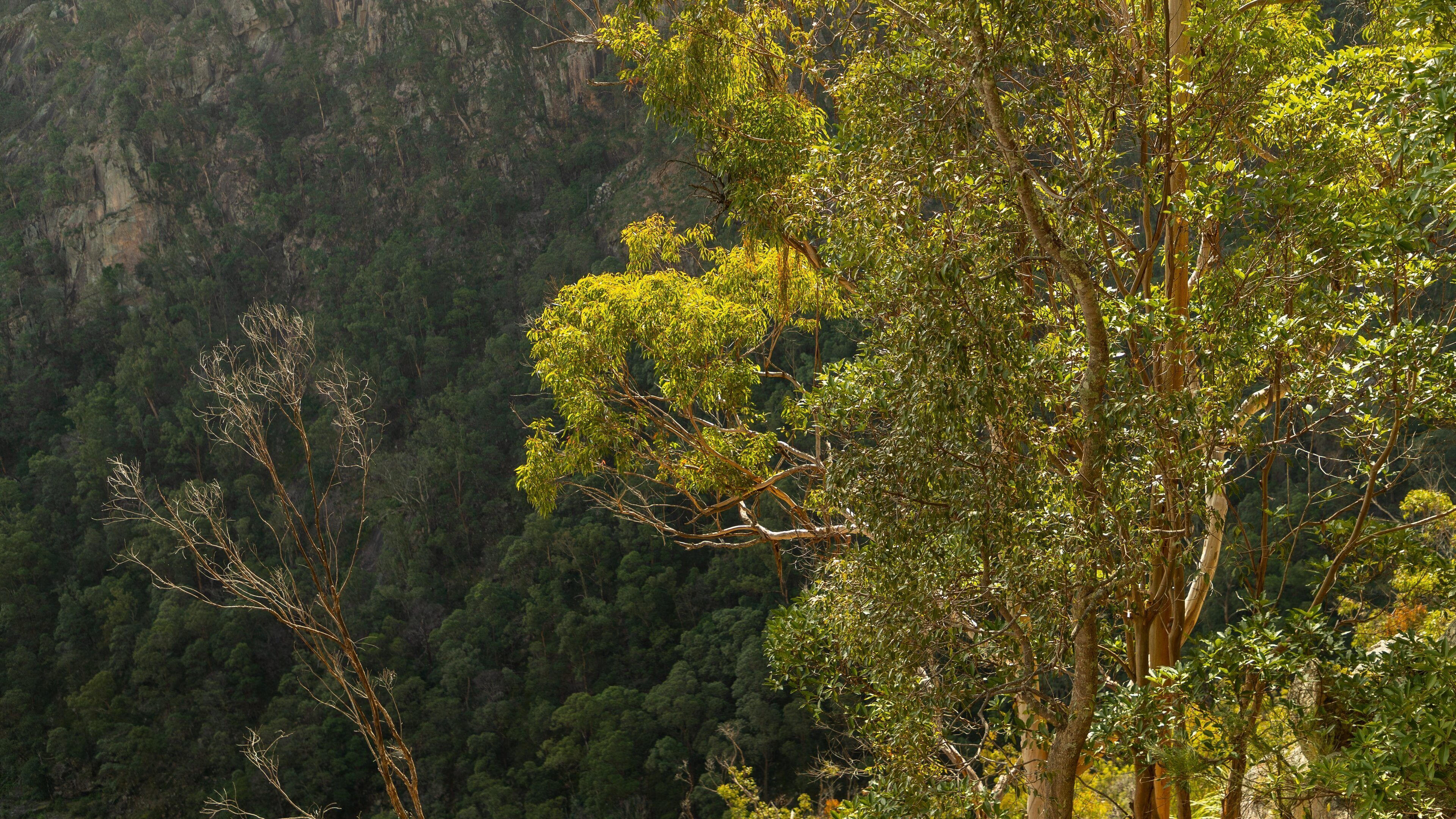 Boonoo Boonoo National Park showing forests and tranquil scenes