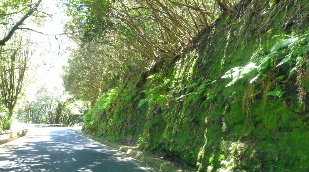 Teneriffa – Fahrt durch den Mercedeswald