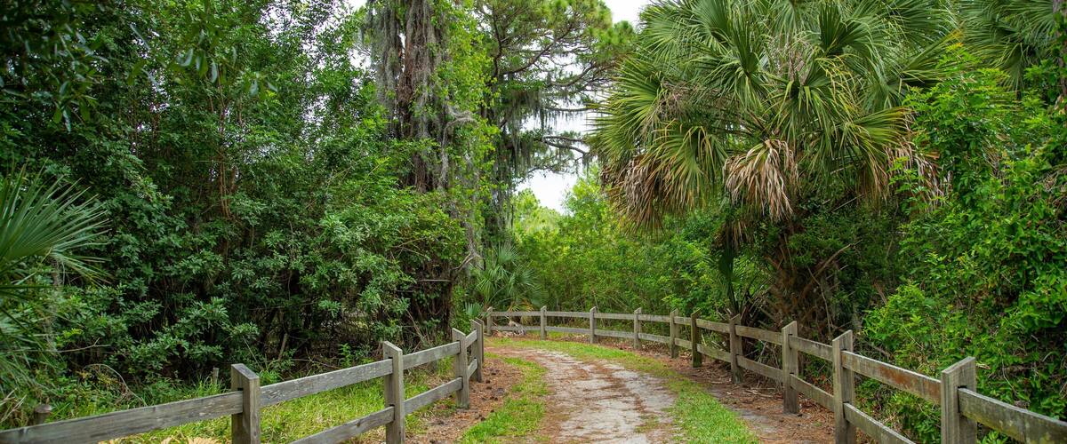 A wooden pathway surrounded by dense greenery and trees.