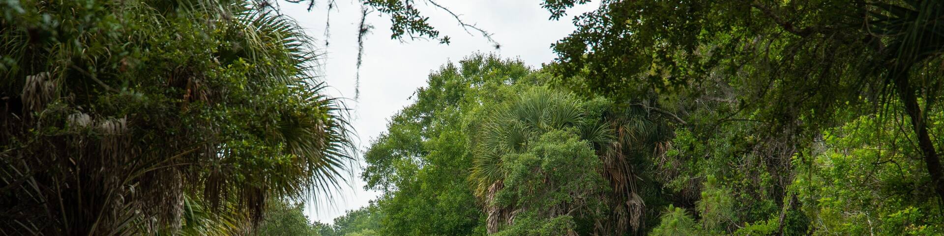 A paved road flanked by dense tropical vegetation.
