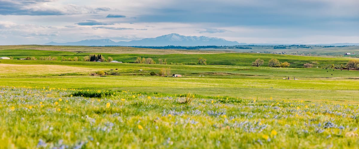 Green Wildflower Field with Mountain