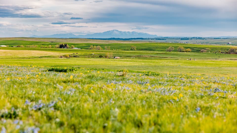 A vast green field with wildflowers and distant mountains under a cloudy sky.