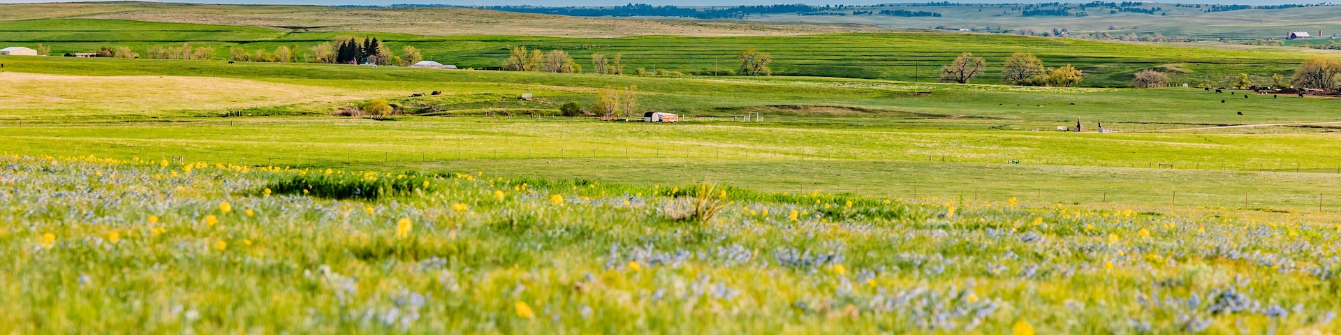 Green Wildflower Field with Mountain
