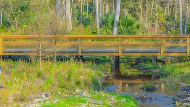 A wooden bridge over a stream with surrounding trees and vegetation.