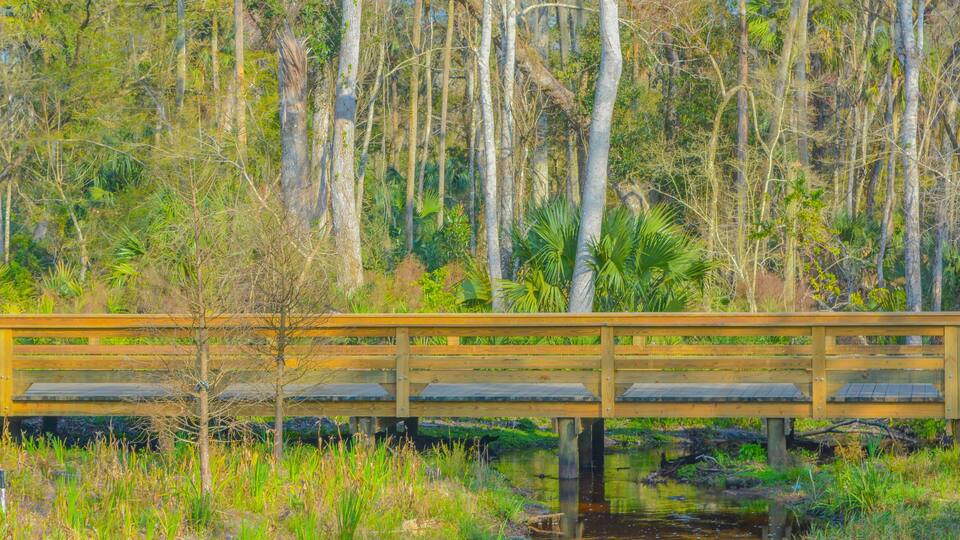 A wooden bridge over a stream with surrounding trees and vegetation.