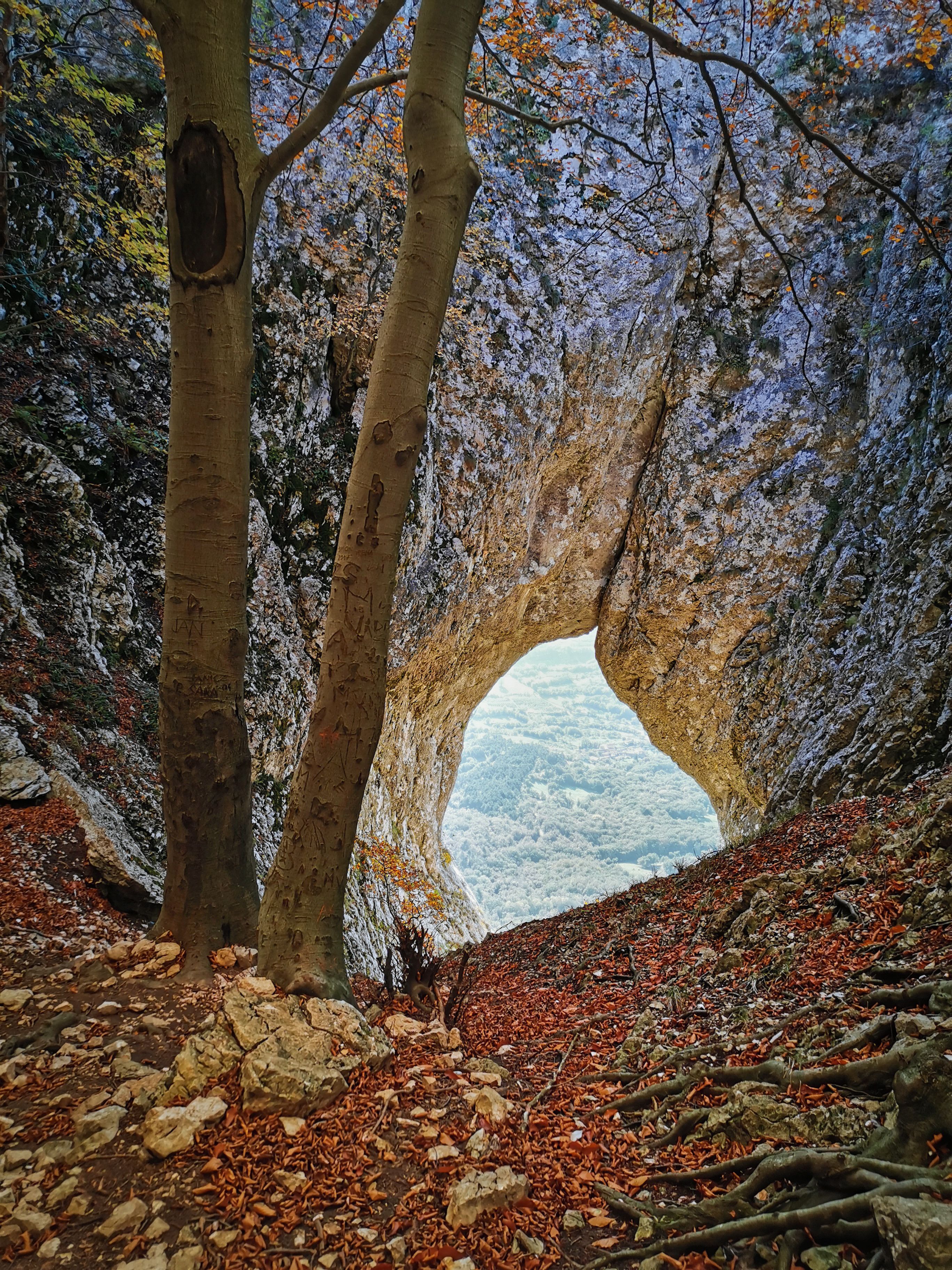 A forest with a natural archway, rocky ground, and autumn leaves.