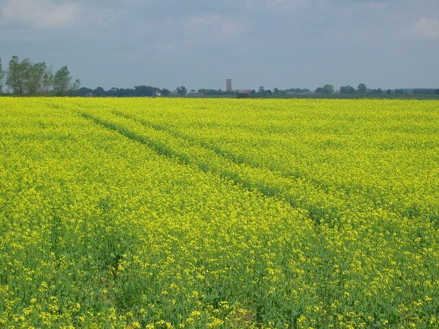 Fields at Beach Farm, near Kessingland Looking across a field of rape to the distant tower of Kessingland Church.