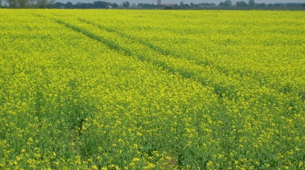Fields at Beach Farm, near Kessingland Looking across a field of rape to the distant tower of Kessingland Church.