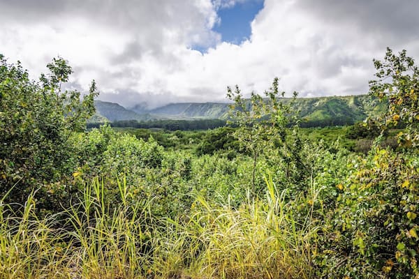 En frodig, grøn dal med tæt vegetation og fjerne bjerge under en delvist overskyet himmel.