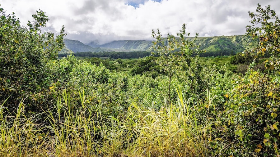 The Wailua Valley State Wayside is just one of dozens of stops along the Road to Hana. Take the stairs up to the viewpoint for great views of the Wailua Valley. #lifeatexpedia #roadtohana