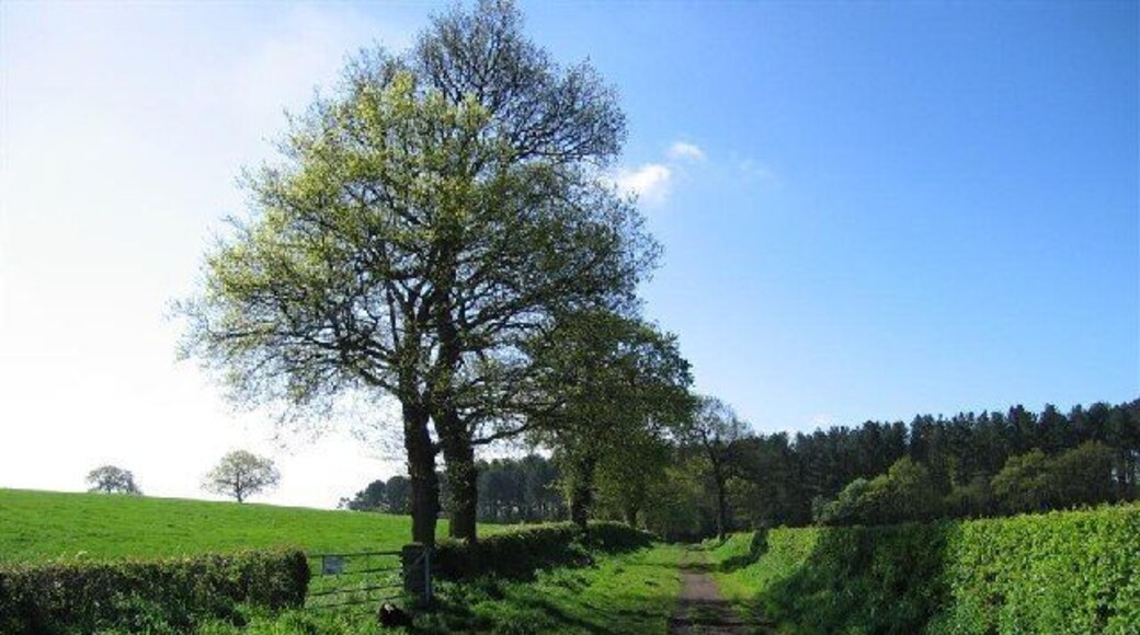 Northern Edge of Delamere Forest at Waterloo Gate. This is one of the lesser-known parts of Delamere reached from a country lane off the Frodsham-Norley road. This track leads into the Forest - a right turn at the trees will eventually lead you to the site of the old Crossley Hospital.The photo was taken at 09:42 on 2nd May, 2005.