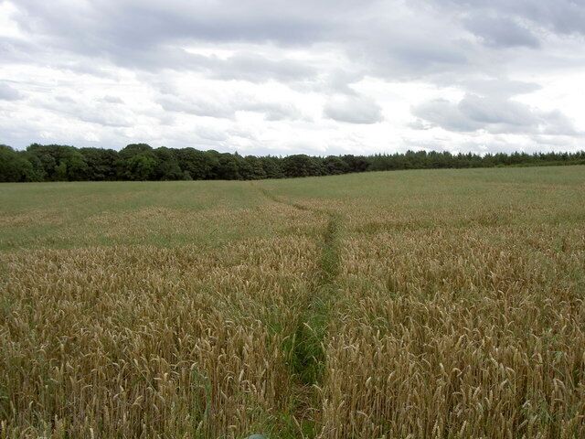 Footpath through a Wheat field.