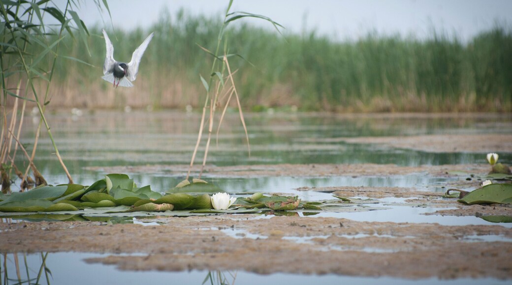 Common tern protecting her nest, in the morning Upper Delta light
#waterlust #River