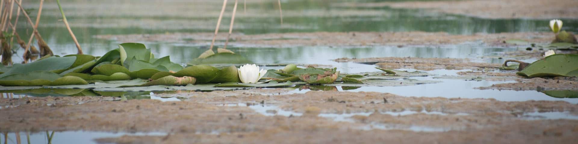 Common tern protecting her nest, in the morning Upper Delta light
#waterlust #River