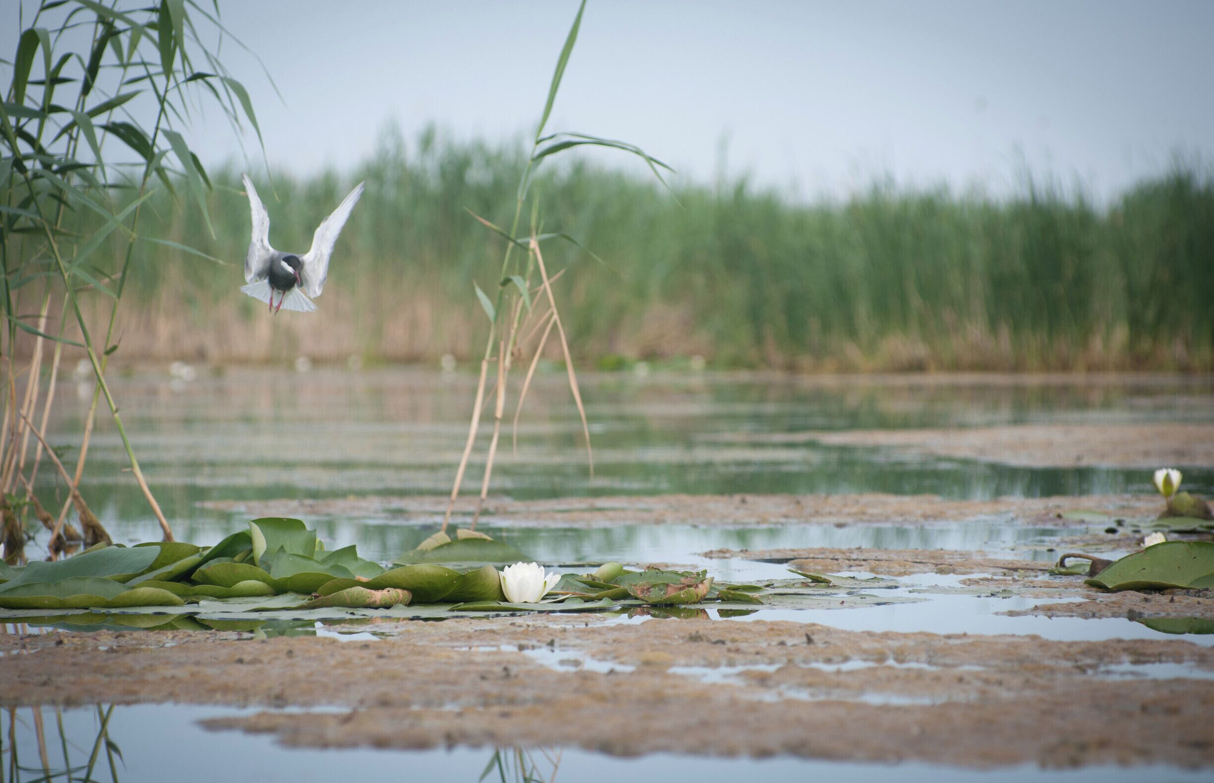 A bird flying over a pond with lily pads and reeds.