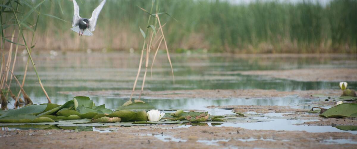 A bird flying over a pond with lily pads and reeds.