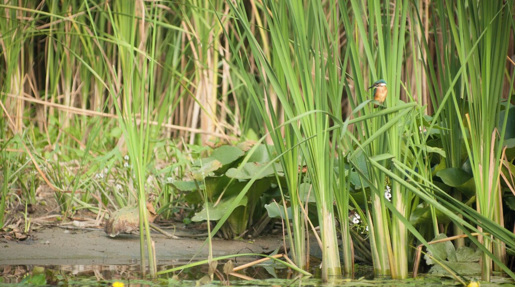Kingfisher spotted early in the morning. Until August, I had no idea that they lived so close to us, in the Danube Delta. The funny thing is that I had to go all the way to India to see them for the first time. :)
#waterlust