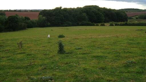What's in a name? This plantation running alongside Hooborough brook is known as The Obneys by locals.
