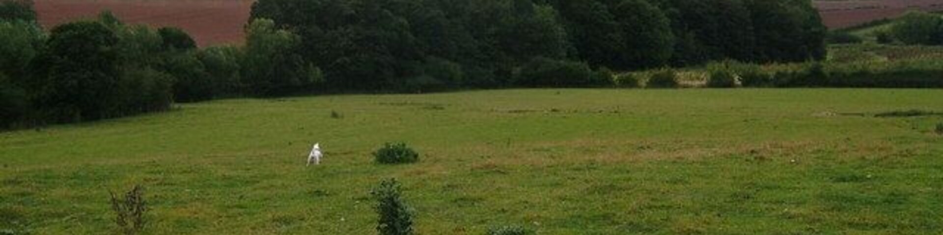 What's in a name? This plantation running alongside Hooborough brook is known as The Obneys by locals.