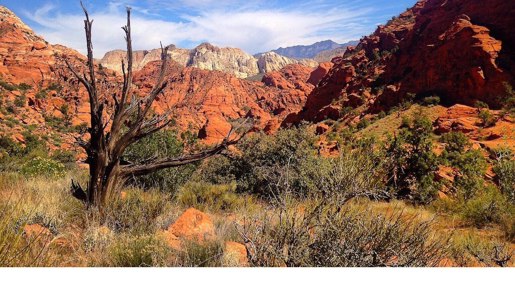 Padre Canyon Trail in Snow Canyon State Park. Southern Utah is unlike any other place on the planet. Mesmerizing beauty everywhere you look.