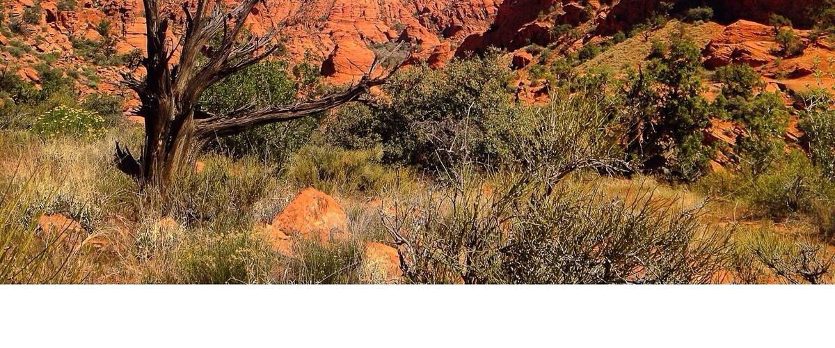 Padre Canyon Trail in Snow Canyon State Park. Southern Utah is unlike any other place on the planet. Mesmerizing beauty everywhere you look.