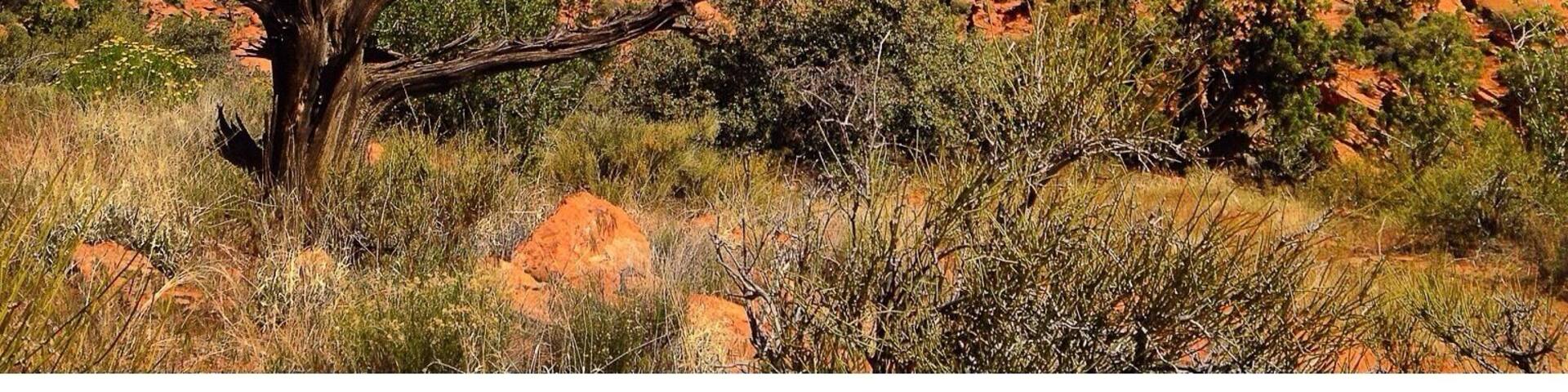 Padre Canyon Trail in Snow Canyon State Park. Southern Utah is unlike any other place on the planet. Mesmerizing beauty everywhere you look.